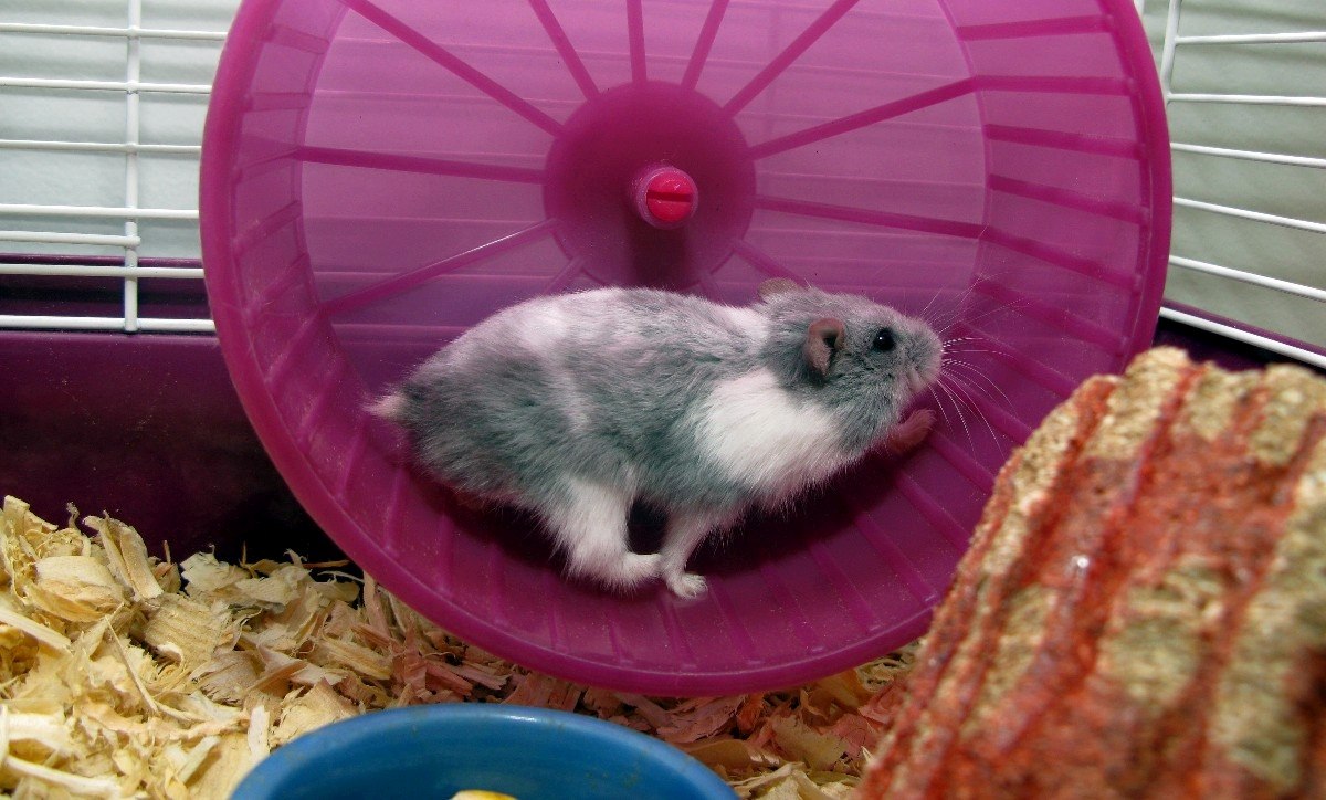 Η κληρονομιά της άσκησης: Πώς οι γυμνασμένοι πατέρες επηρεάζουν τους γιους τους