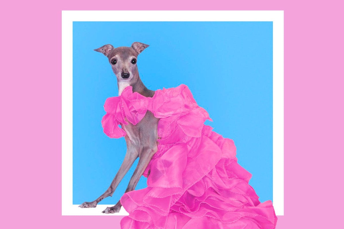 Αποχαιρετώντας την Tika: Ο θάνατος του ιταλικού λαγωνικού που άλλαξε τον κόσμο της μόδας