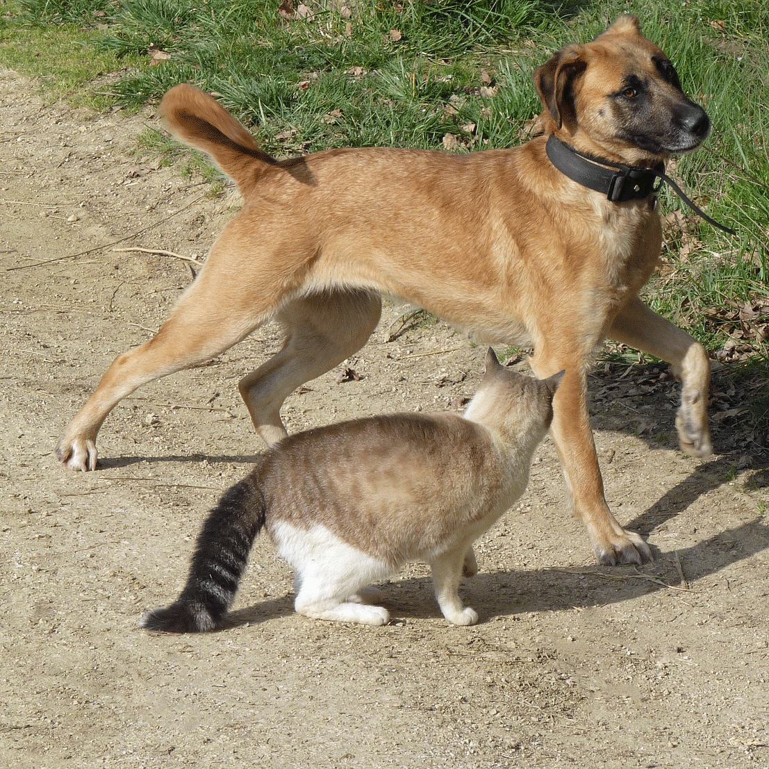 Γάτες και σκύλοι: Πώς να προστατεύσουμε τους αγαπημένους μας φίλους από επιθέσεις
