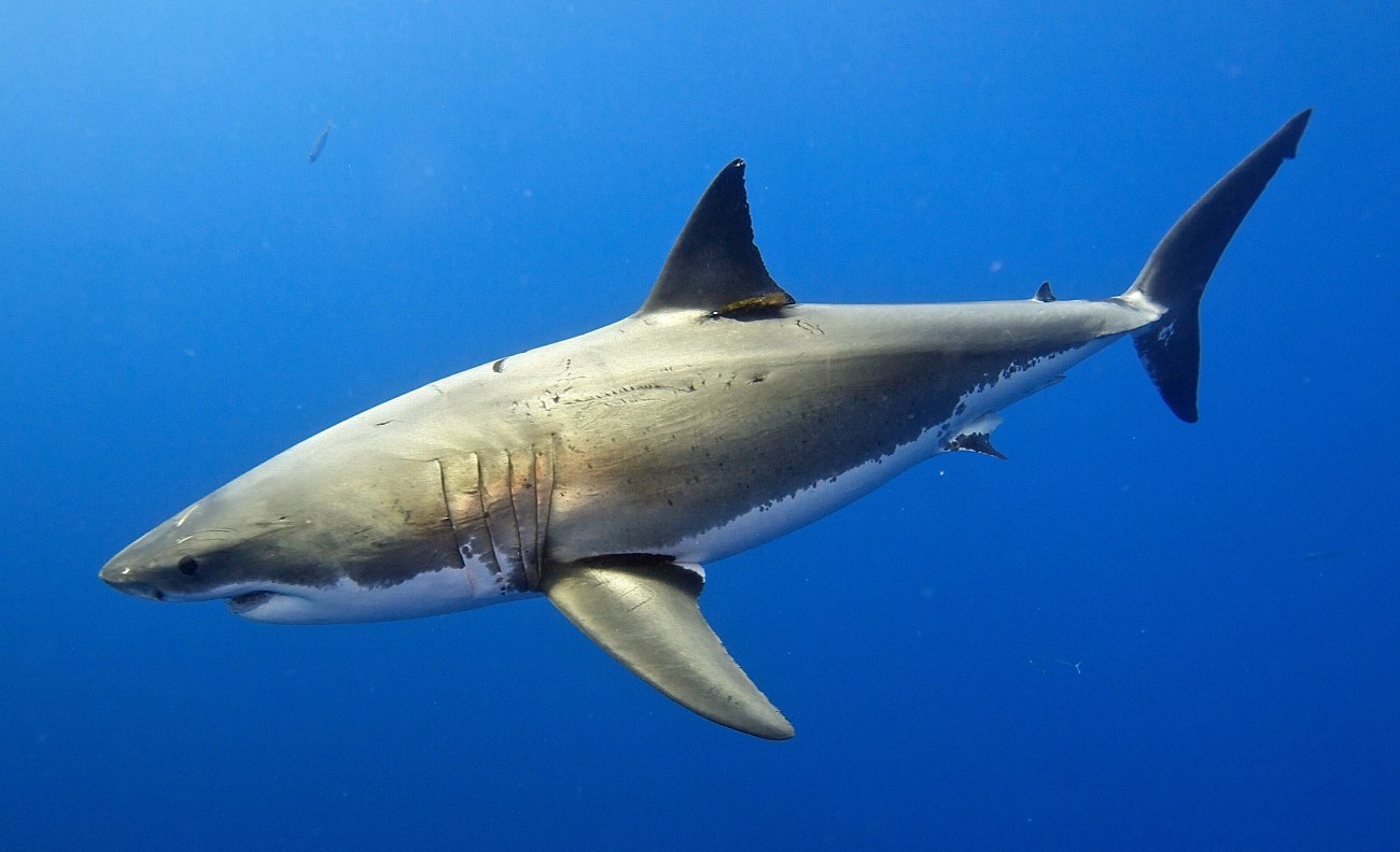 Εντοπισμός λευκού καρχαρία στα νερά της Καρπάθου – Βίντεο