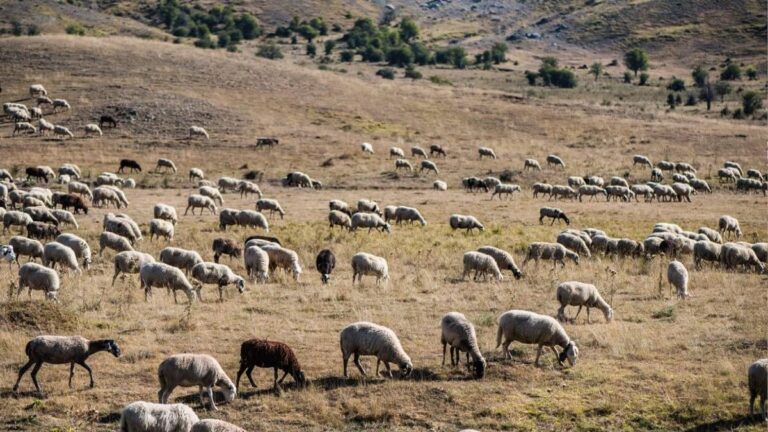 Πρόστιμο άνω του 1 εκατ. ευρώ σε κτηνοτρόφο στο Λασίθι για ζημιές από ανεξέλεγκτη βόσκηση