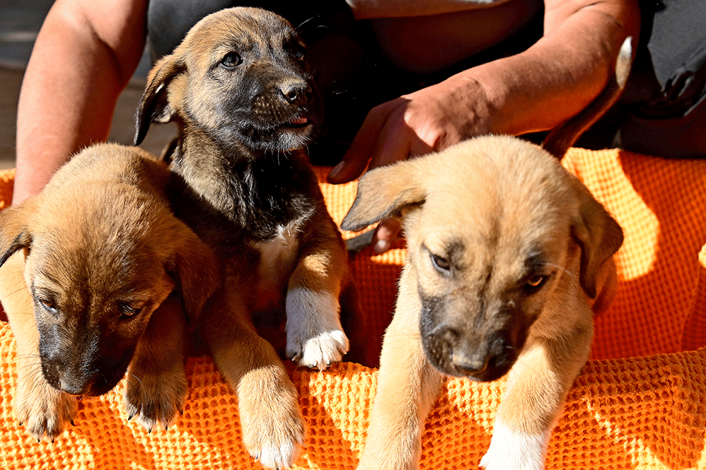 Φροντίζουμε οκτώ κουταβάκια που εγκαταλείφθηκαν