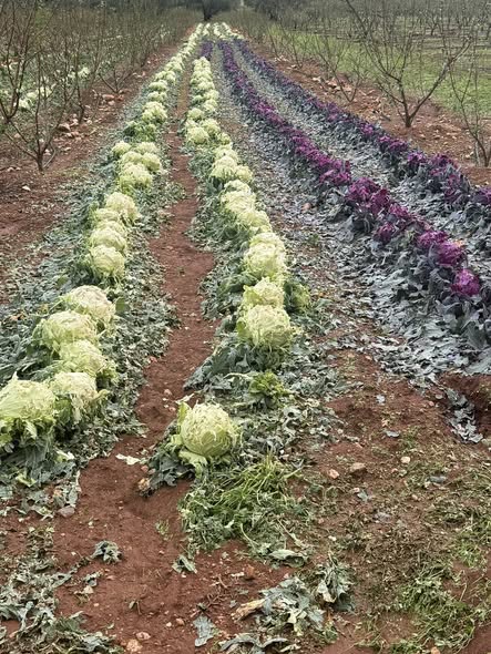 Καταστροφικές συνέπειες της χαλαζόπτωσης στην Τεγέα – Κάλεσμα του Δημάρχου για κατάσταση έκτακτης ανάγκης