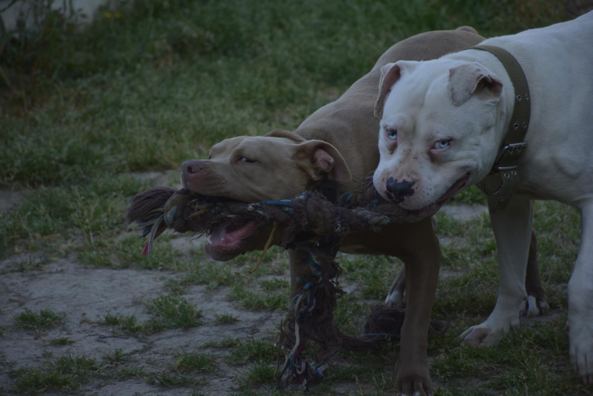 Ποιοι είναι οι σκύλοι Pitbull; Μια αναλυτική ματιά στη φυλή