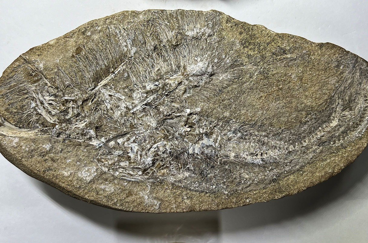 Νέος πτερόσαυρος αναγνωρίστηκε μέσα σε απολιθωμένο εμετό