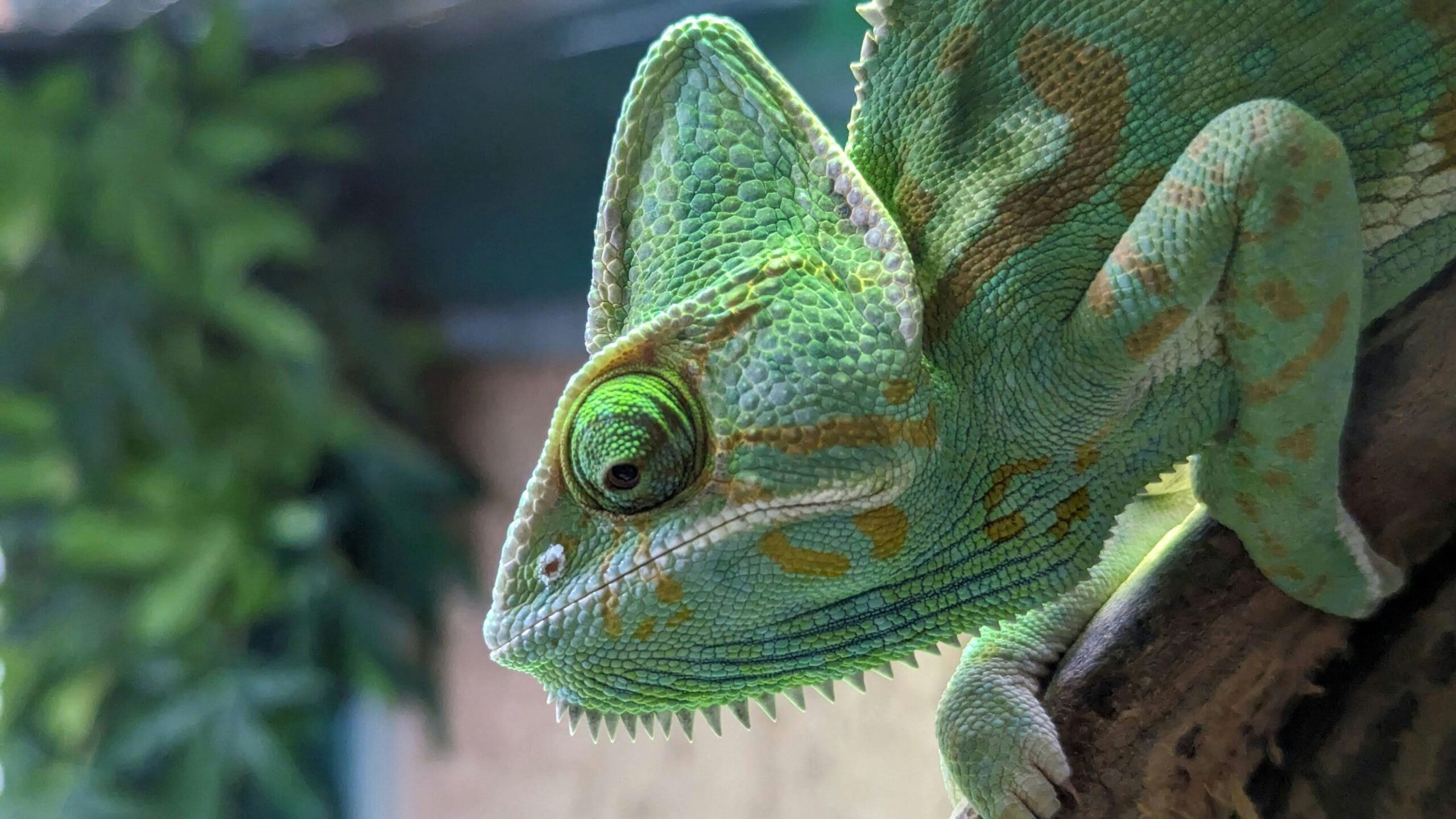 Η ανακάλυψη πίσω από τα μάτια του χαμαιλέοντα αμφισβητεί την παραδοσιακή επιστήμη