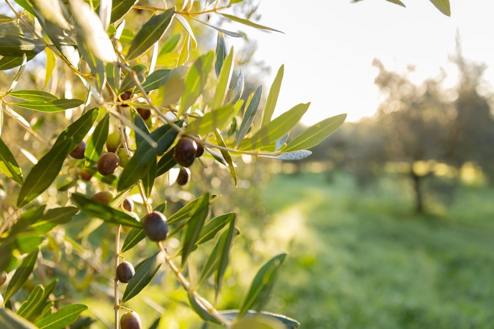 Πώς η ελαιοκανθάλη ενισχύει την πρωινή μας ενέργεια