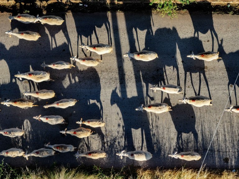Κτηνοτρόφος ξεκινά απεργία πείνας στη Λάρισα: Είμαστε άνεργοι, μας έχουν αφήσει χωρίς πόρους