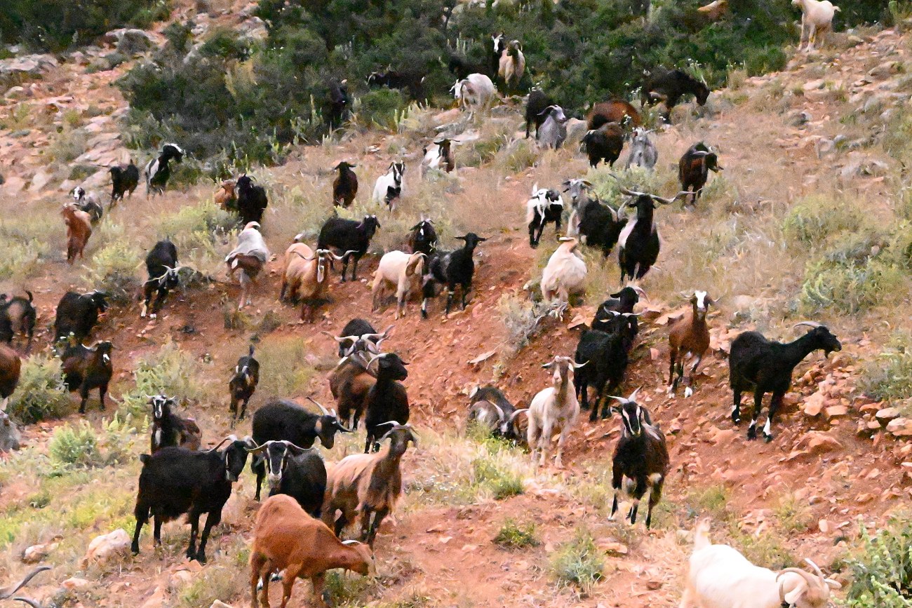 Η προκλητική αντεπίθεση των κτηνοτρόφων στα Βορίζια