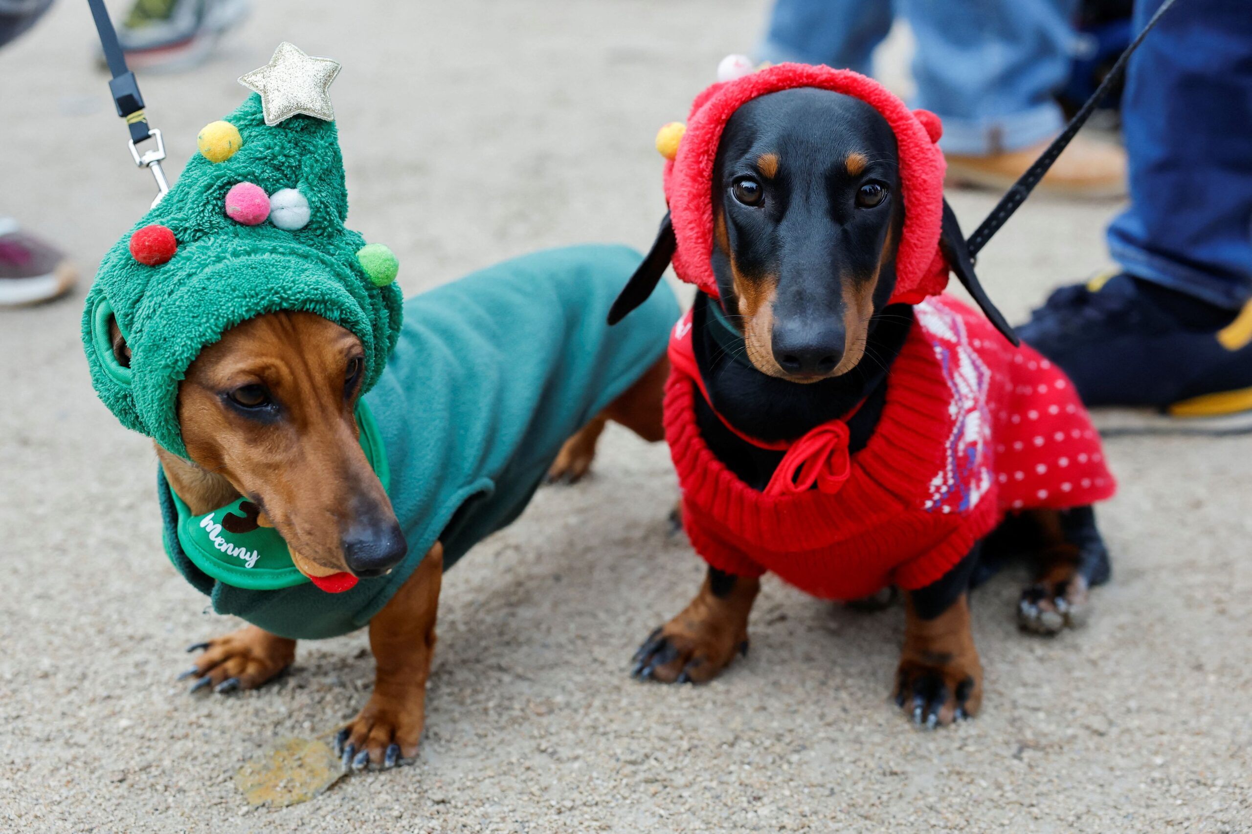 Παρίσι: Η ομαδική παρέλαση των λουκάνικων σκύλων επιστρέφει