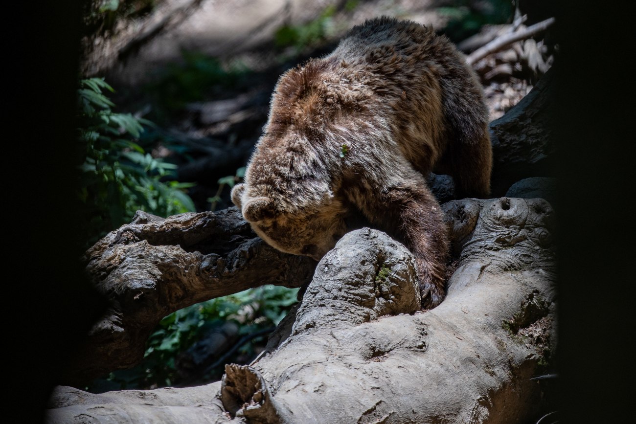 Φρικιαστική δολοφονία νεαρής αρκούδας στη Δράμα: Σκοτώθηκε και αποκεφαλίστηκε