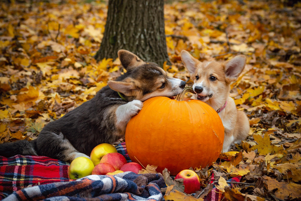 Φρέσκα φρούτα και λαχανικά στη διατροφή του σκύλου: Οφέλη για την υγεία του