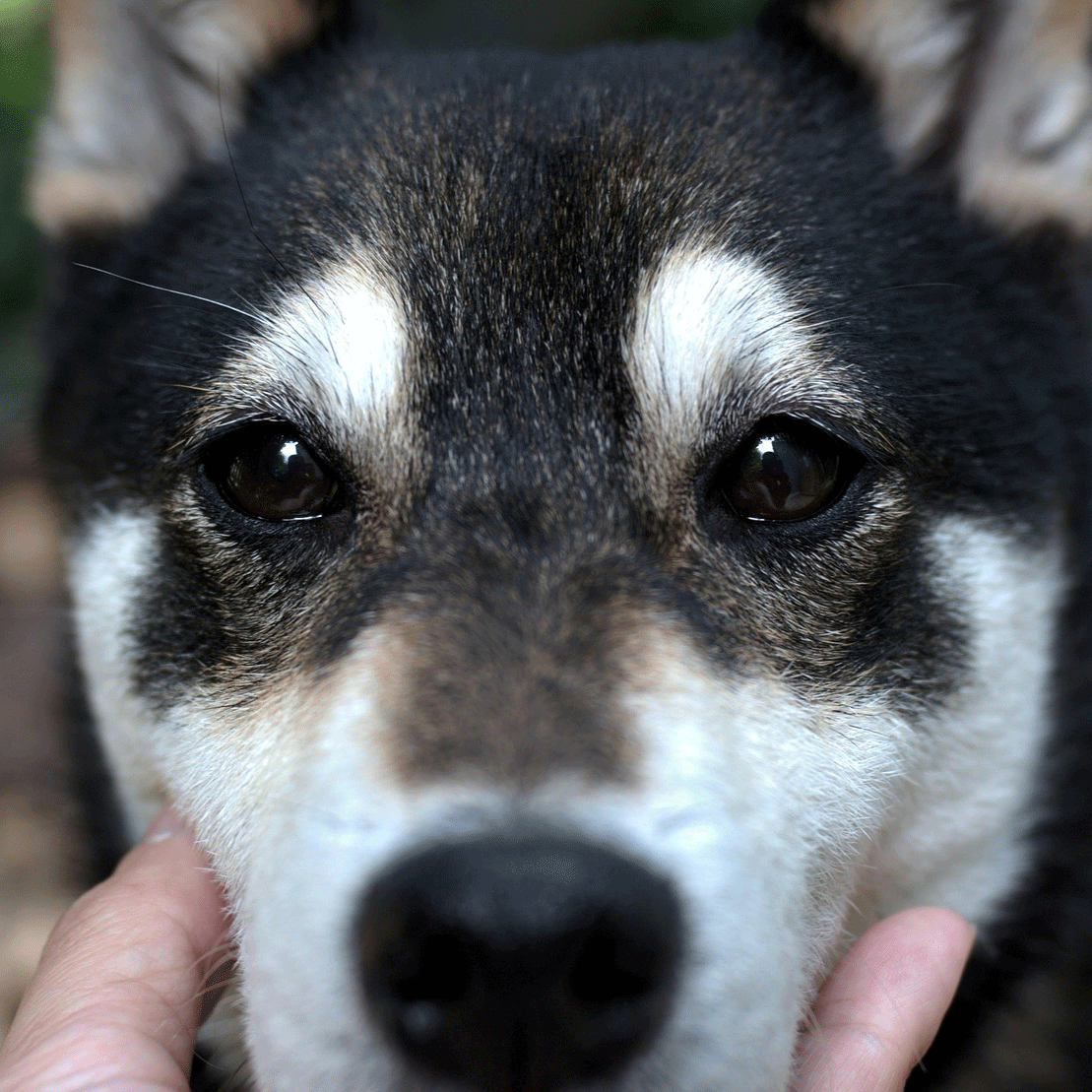 Η προσαρμογή ενός σκυλιού από την ύπαιθρο σε αστικό περιβάλλον: Ποιες είναι οι προκλήσεις