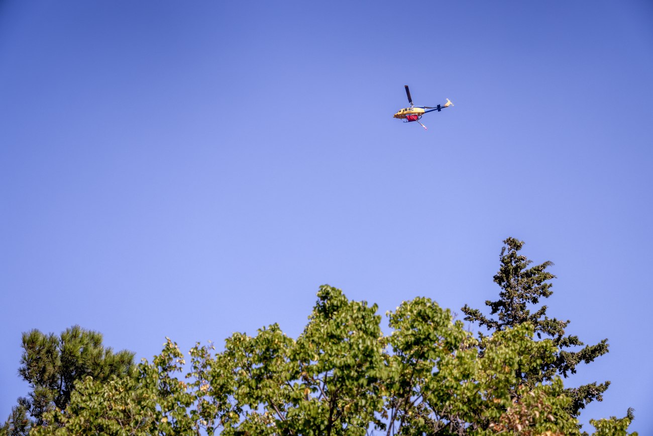 Ελεγκτικό Συνέδριο: Αξιολόγηση των προγραμμάτων αναδασώσεων και οι προκλήσεις της αντιπυρικής περιόδου