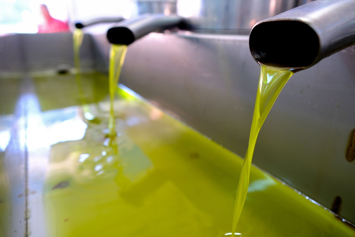 Κρήτη: Μείωση της παραγωγής ελαιολάδου και αύξηση οξύτητας λόγω δάκου