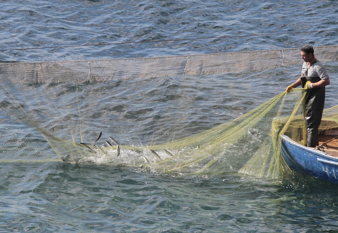 Η υπεραλίευση στη Μεσόγειο έχει περιοριστεί, αλλά οι προκλήσεις παραμένουν