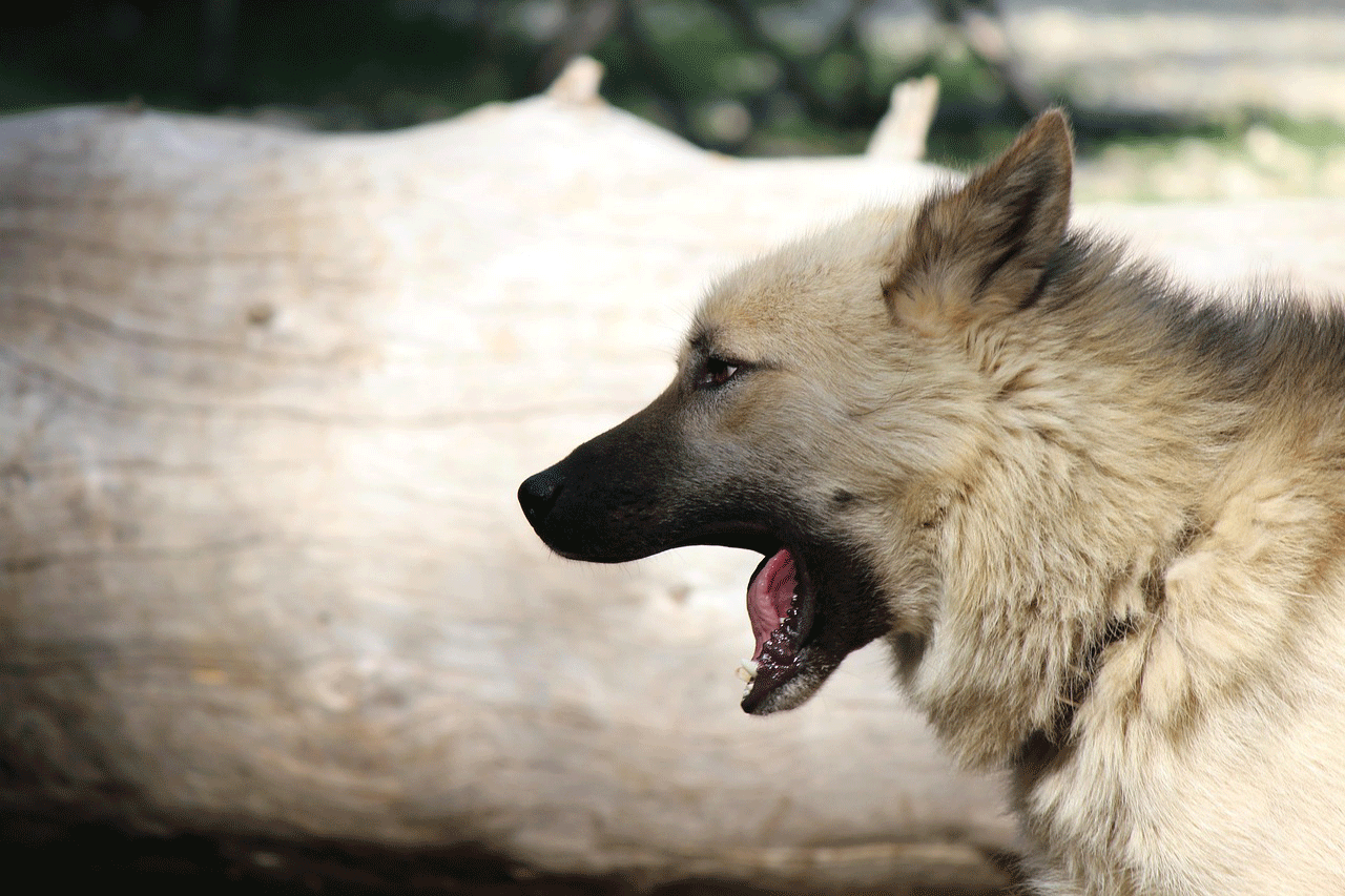 Πόσο ανησυχητικός είναι ο βήχας του σκύλου; Τι πρέπει να γνωρίζετε