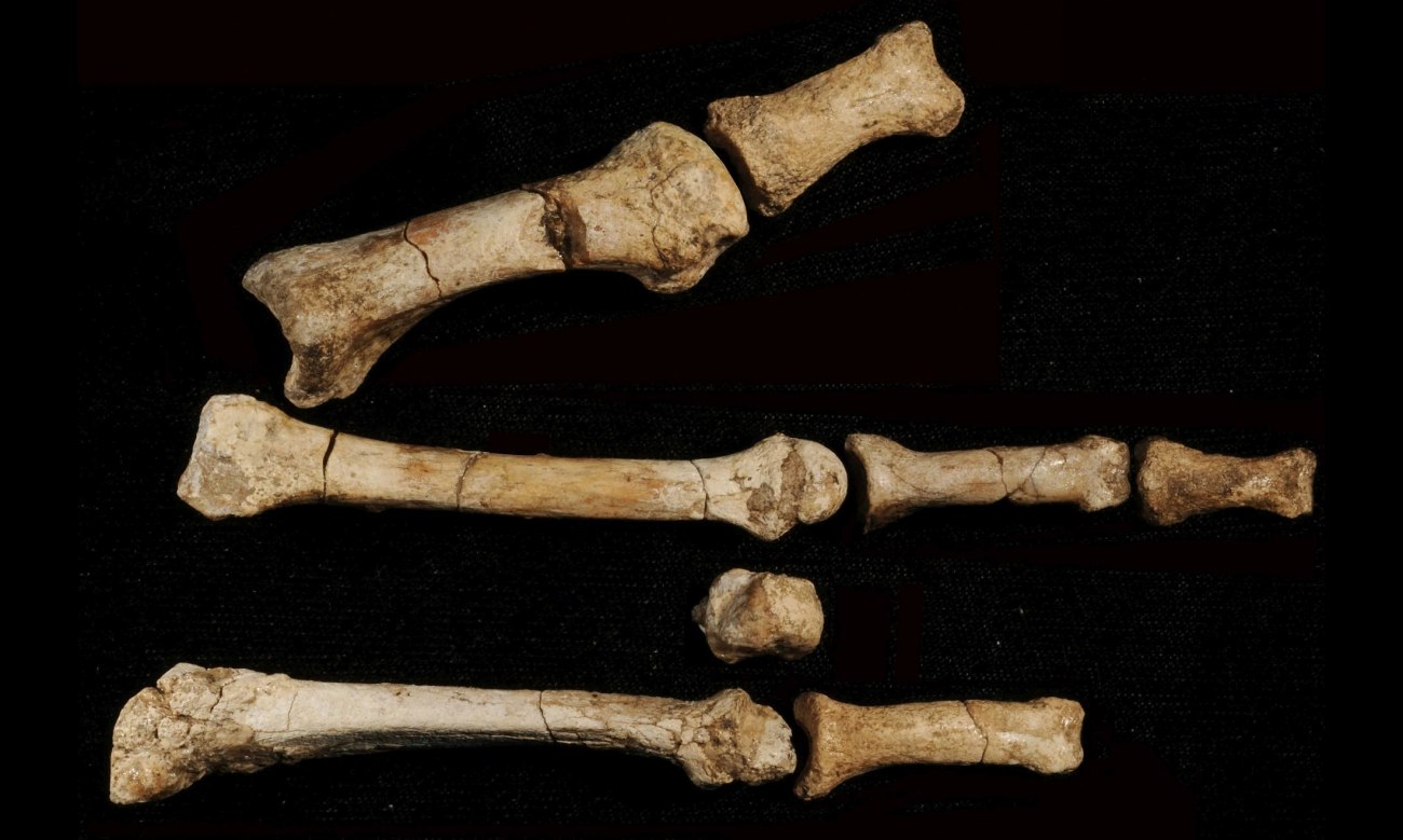 Δεύτερο συγγενικό μας είδος συνυπήρξε με τη Λούσι στην Αφρική