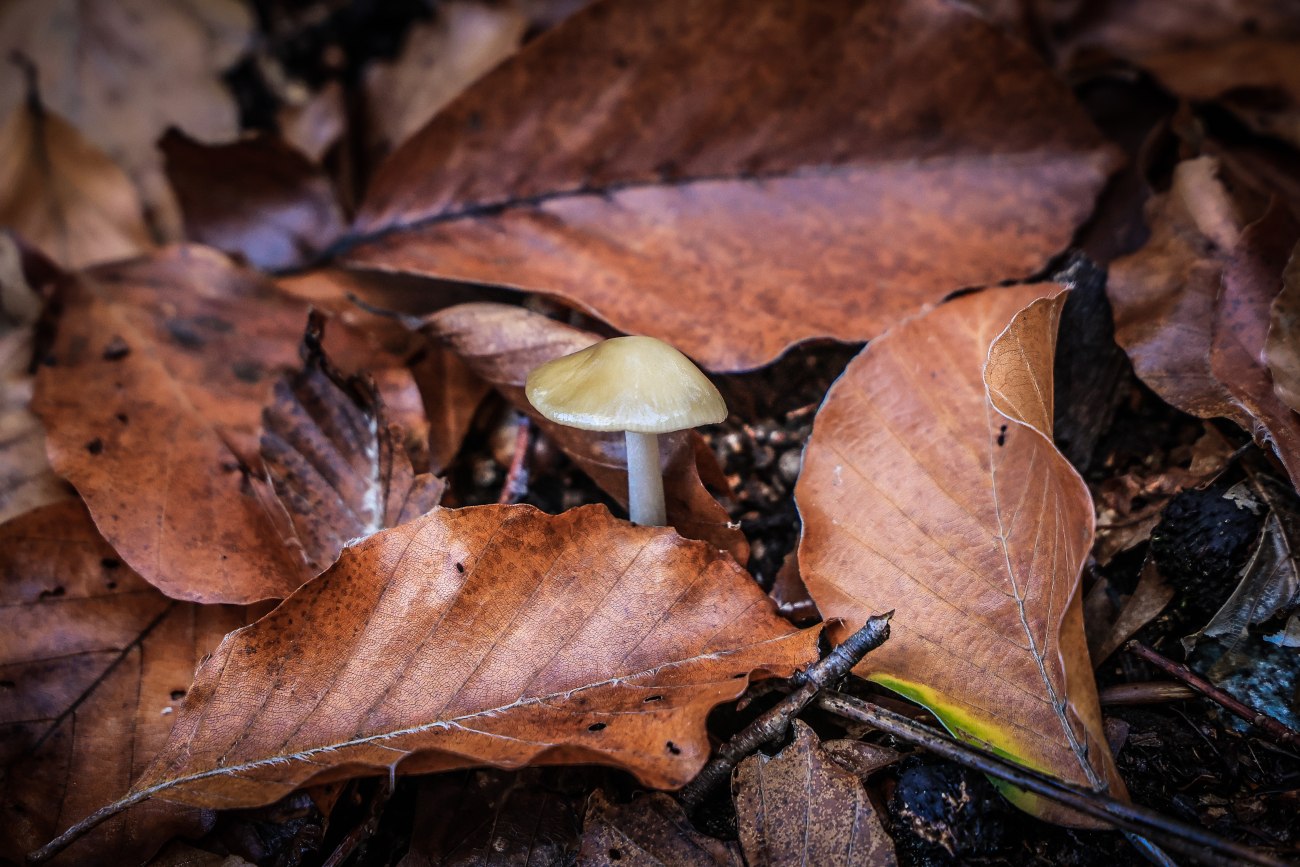 Πέλλα: Θετική εξέλιξη στην περιπέτεια του ζευγαριού που κατανάλωσε δηλητηριώδη μανιτάρια