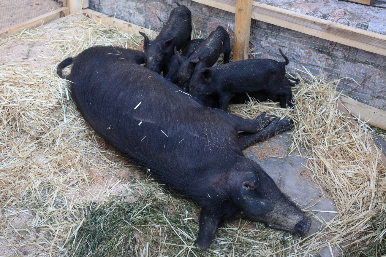 Εξάπλωση της πανώλης των χοίρων στην Ισπανία – Μπλοκαρίστηκε το 1/3 των εξαγωγών χοιρινού