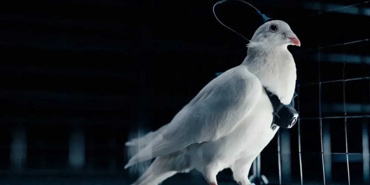 Η Ρωσία εκπαιδεύει περιστέρια-«κατασκόπους» με εμφυτεύματα εγκεφάλου και κάμερες (εικόνες-βίντεο)