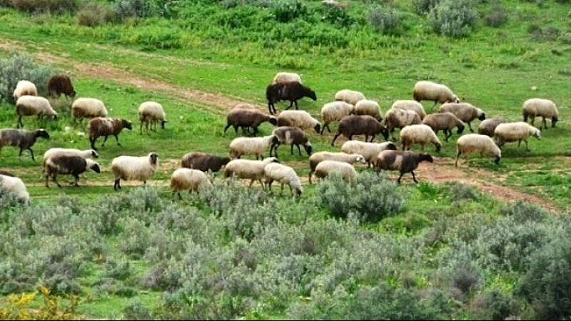 Αιτήματα αγροτών, κτηνοτρόφων και μελισσοκόμων προς την κυβέρνηση: Ένα σύνολο διεκδικήσεων
