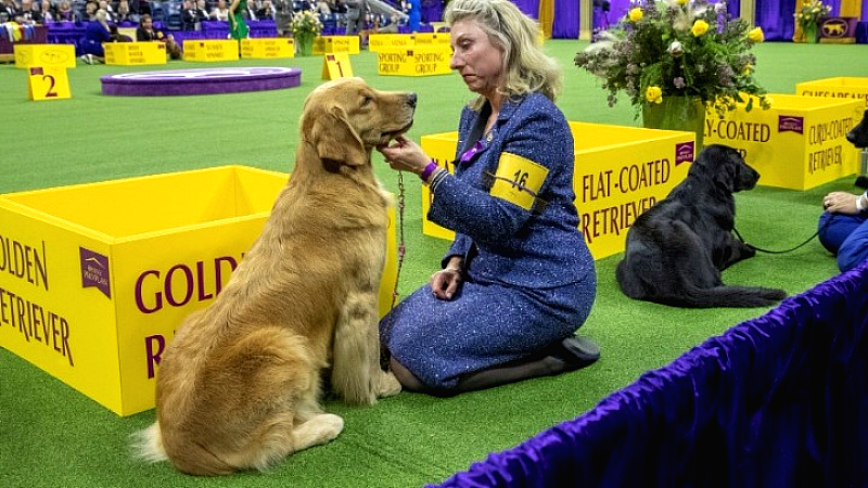 Πάρκο του Μπουένος Άιρες πλημμύρισε από γκόλντεν ριτρίβερ για νέο παγκόσμιο ρεκόρ