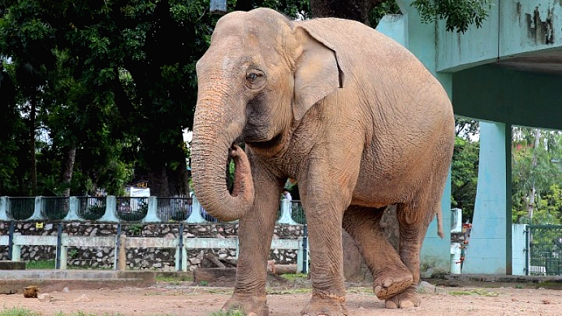 Η PETA καλεί τους Alice In Chains να μετονομαστούν σε Betty In Chains για έναν καλό σκοπό