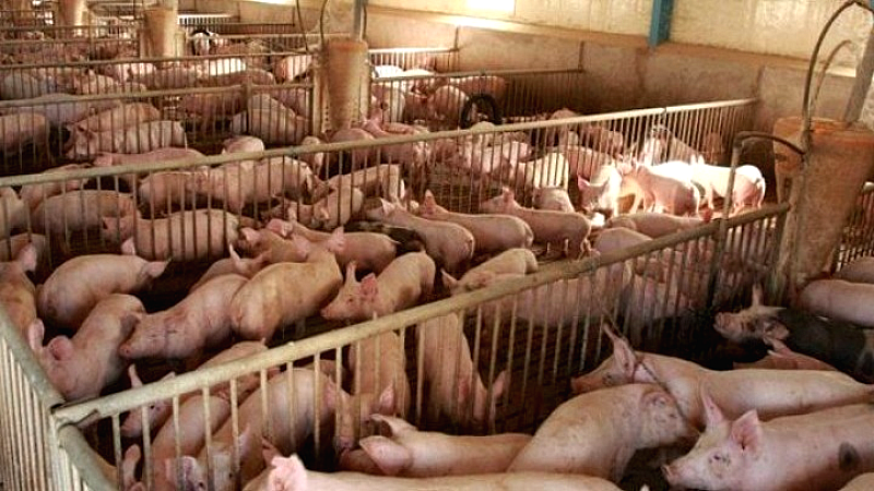 Ισπανία: Στρατιωτική επέμβαση για τον περιορισμό της αφρικανικής πανώλης των χοίρων