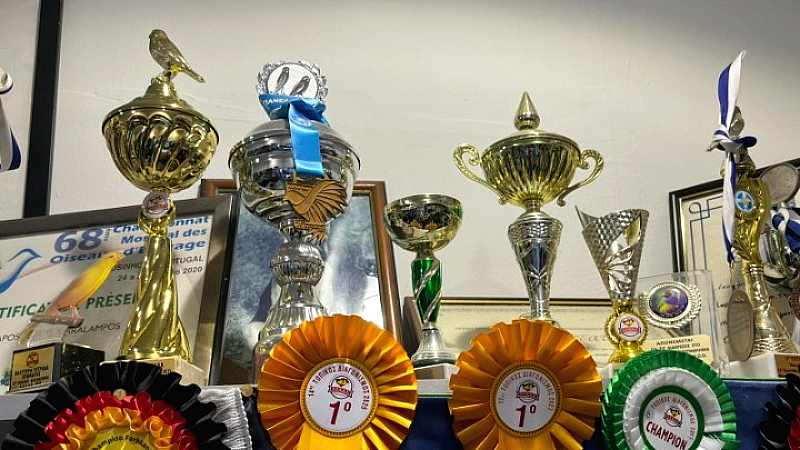 Καναρίνια επί σκηνής... Σολίστες με φτερά διεκδικούν το μετάλλιο σε διεθνή μουσικό διαγωνισμό