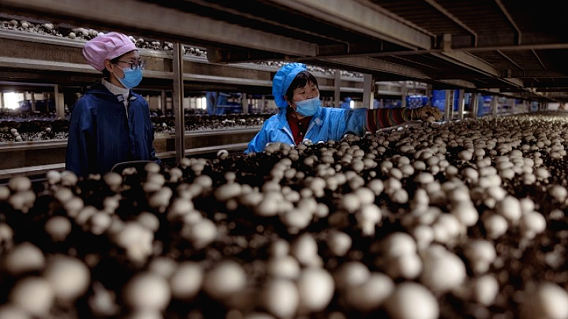 Κίνα-CSSC: Καινοτόμος πλατφόρμα καλλιέργειας λαχανικών σε πλοία και απομακρυσμένες περιοχές