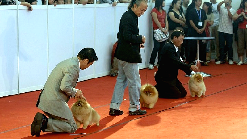 Κίνα-Σαντόνγκ: Καινοτόμες στρατηγικές στις επιχειρήσεις κατοικίδιων