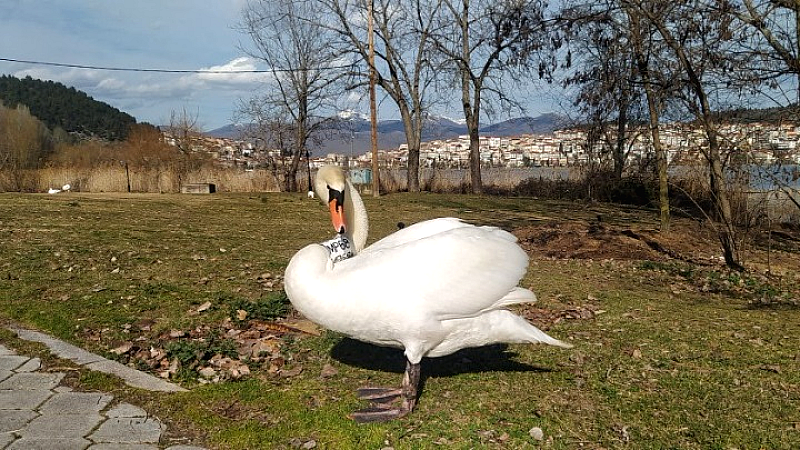 Η συγκινητική πορεία ενός κύκνου από την απώλεια στη νέα ζωή