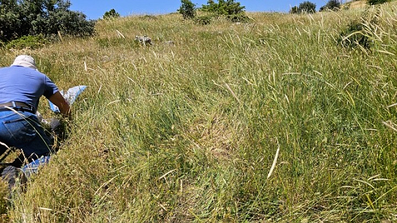 Αειφορία στην κτηνοτροφία στα ορεινά: Το έργο LIVEMOUNT εν μέσω κλιματικής αλλαγής