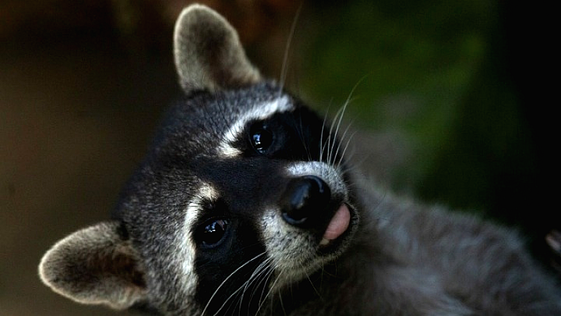 Ρακούν προκαλεί χάος σε κάβα και καταλήγει μεθυσμένο στην τουαλέτα