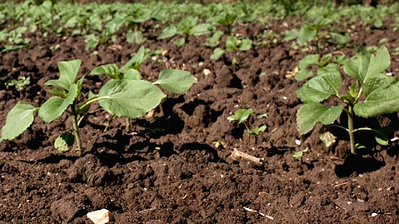 Συμφωνία στην ΕΕ για την εισαγωγή νέας γενιάς γενετικά τροποποιημένων φυτών στη γεωργία