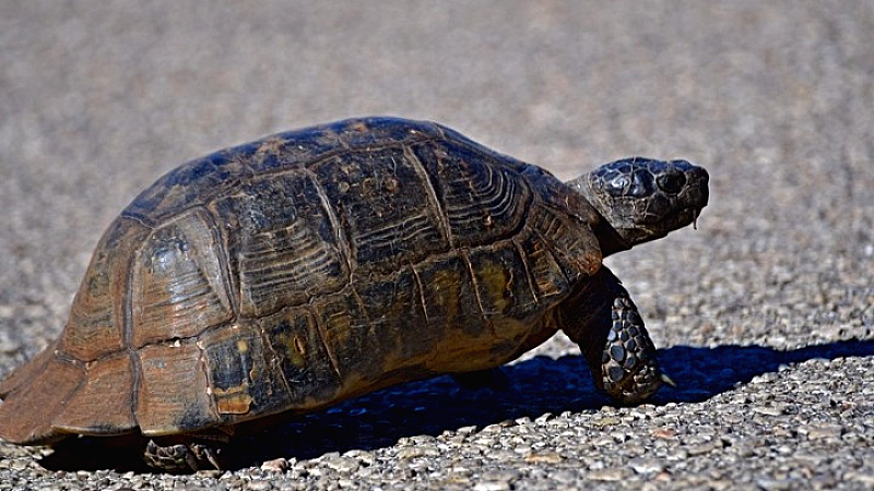 Ρεκόρ στο λαθρεμπόριο ζώντων ζώων: Σημαντική αύξηση των αριθμών σύμφωνα με την Interpol
