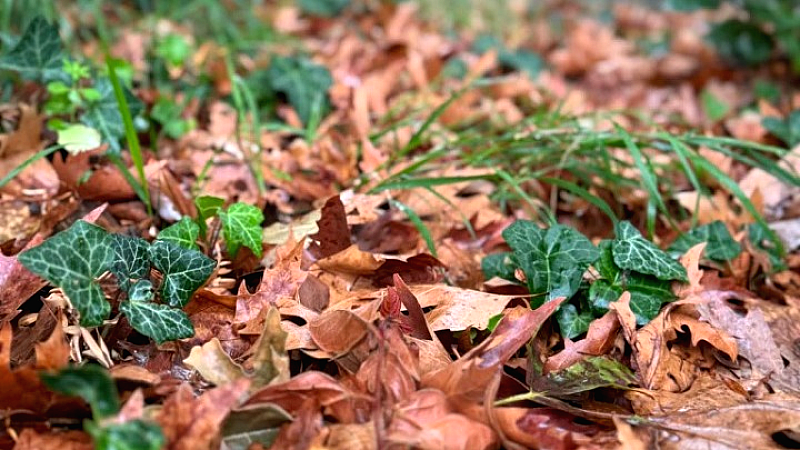 Τόνοι φύλλα σαρώνονται καθημερινά στον Δ. Θεσσαλονίκης και καταλήγουν για κομπόστ