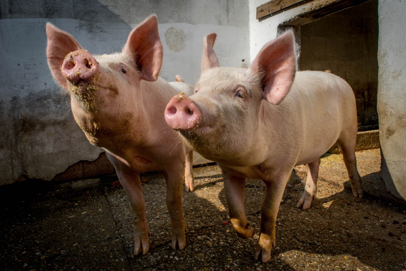 Μολυσμένο σάντουιτς μπορεί να προκάλεσε την πανώλη των χοίρων στην Ισπανία – Η κυβέρνηση κατεβάζει τον στρατό