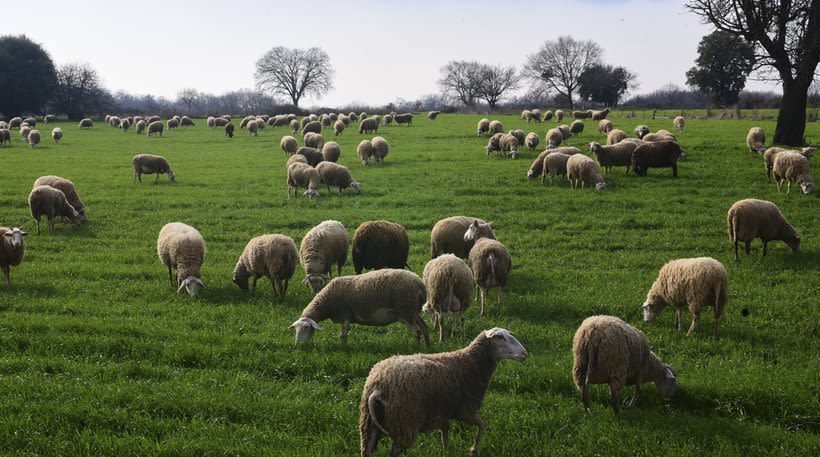 ΠΑΣΟΚ: Το σκάνδαλο του ΟΠΕΚΕΠΕ συνεχίζεται, αναδεικνύοντας τις αποτυχίες της Νέας Δημοκρατίας