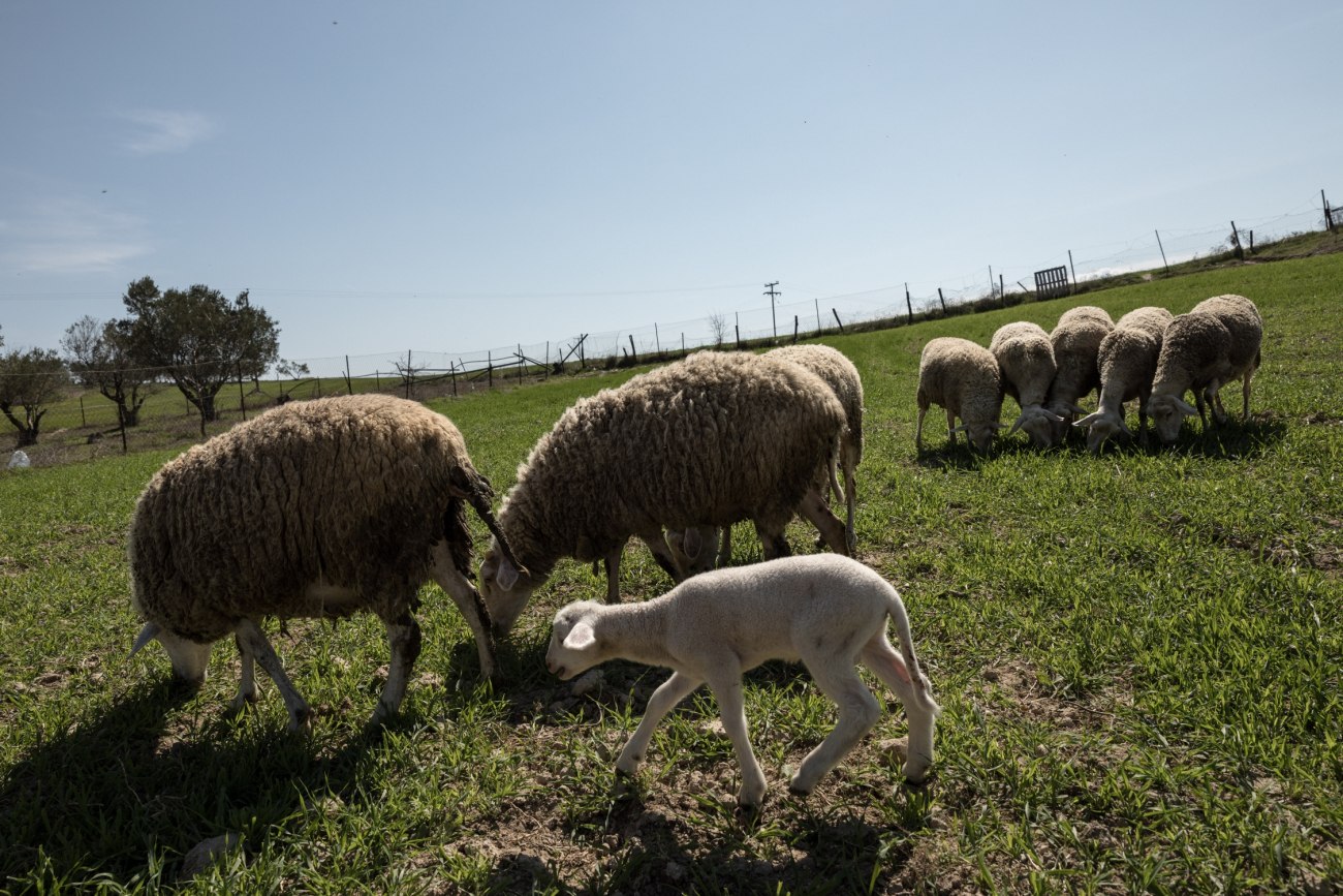 Ευλογιά προβάτων: Οι αποζημιώσεις και οι δικαιούχοι για το χαμένο εισόδημα