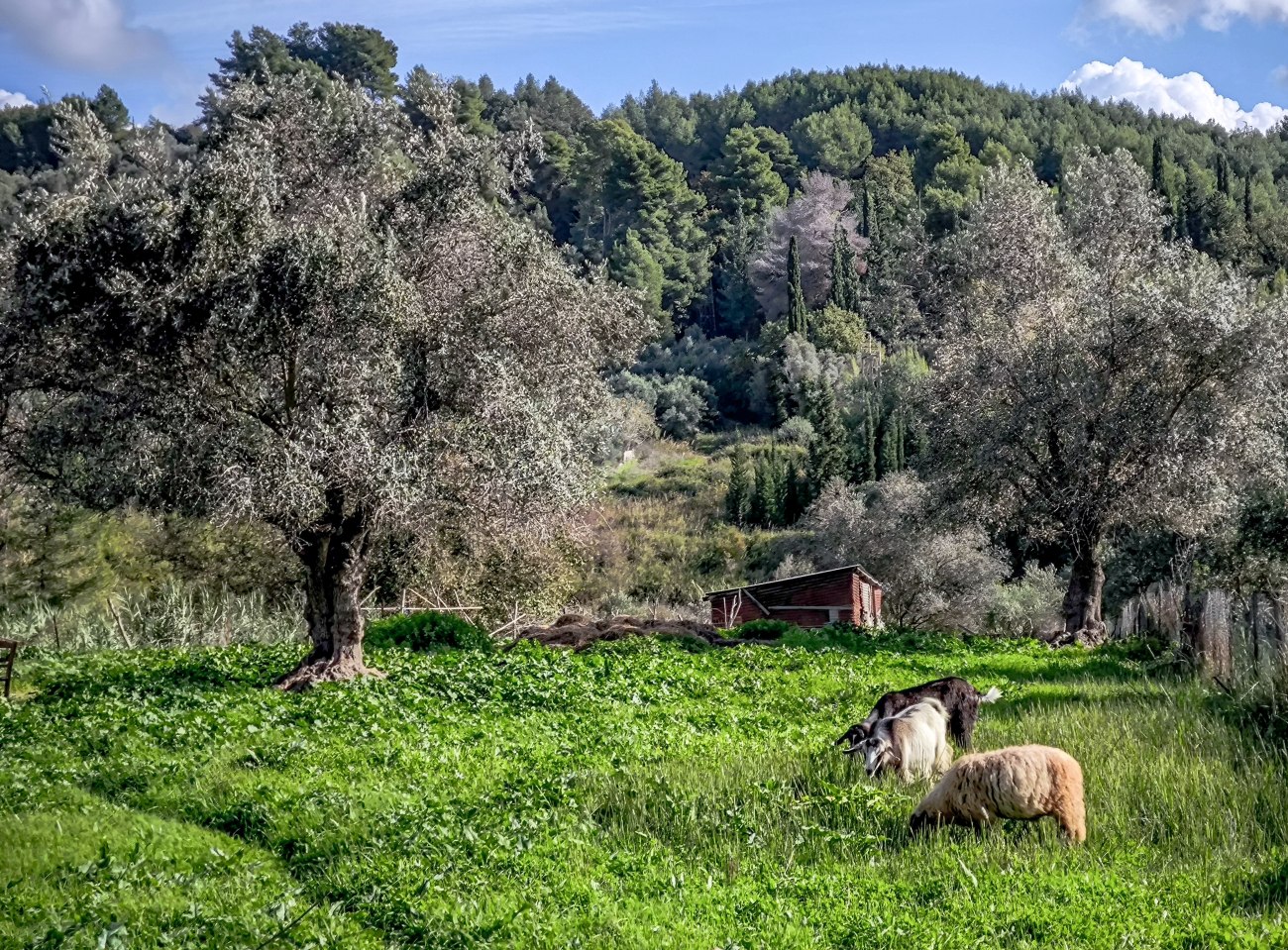 Ζητείται αποζημίωση για τους πληγέντες κτηνοτρόφους της Θεσσαλίας από τις θεομηνίες Daniel και Elias