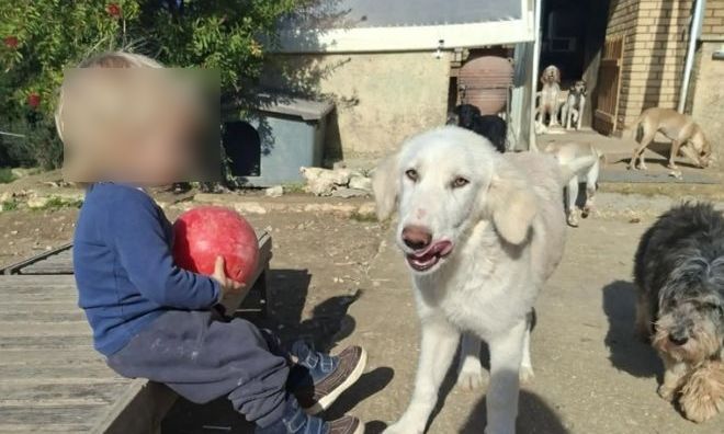 Ζάκυνθος: Επιτροπή θα αποφασίσει για το μέλλον του πίτμπουλ που επιτέθηκε στον Λίο