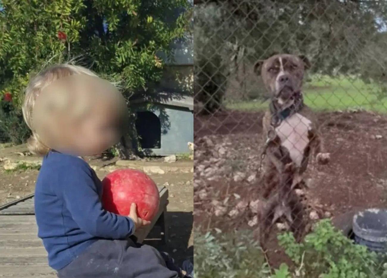 Συγκλονιστικά στοιχεία για την τραγωδία του 2χρονου στη Ζάκυνθο: Ο σκύλος το δάγκωσε σε πρόσωπο και κεφάλι