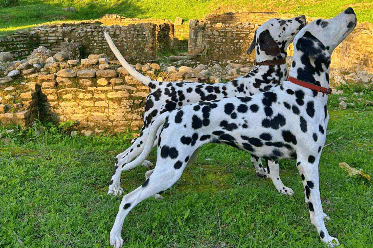 Ο σκύλος Δαλματίας: Αθλητικός, ευγενής και εξαιρετικά ευφυής