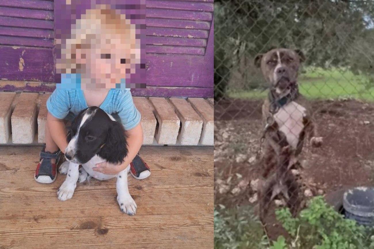 Ζάκυνθος: Απάθεια και προβληματισμός για το πίτμπουλ που προκάλεσε τον θάνατο του δίχρονου Λίο