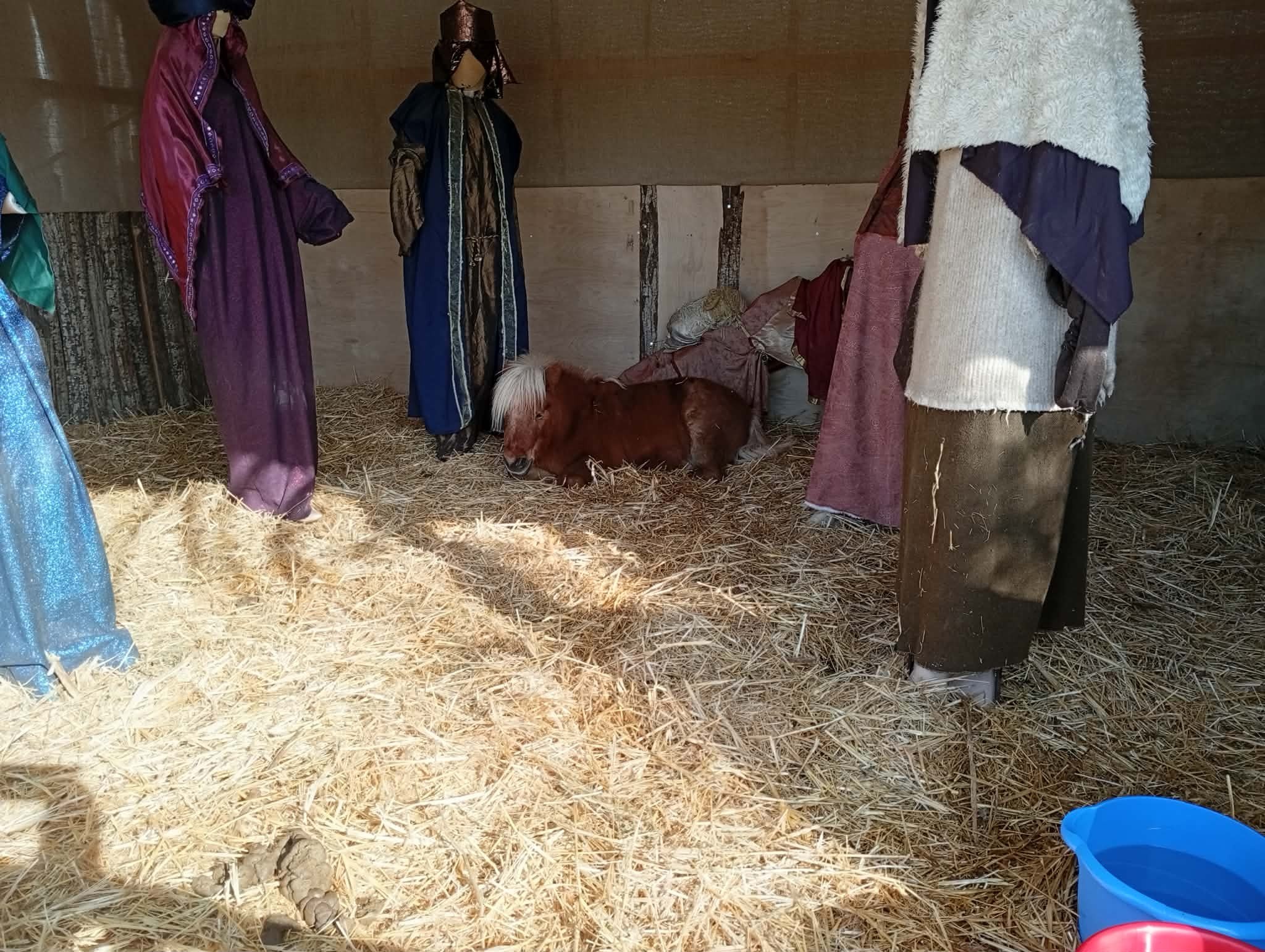 Αντιδράσεις για την τοποθέτηση αλογακίου pony σε φάτνη στον Βόλο